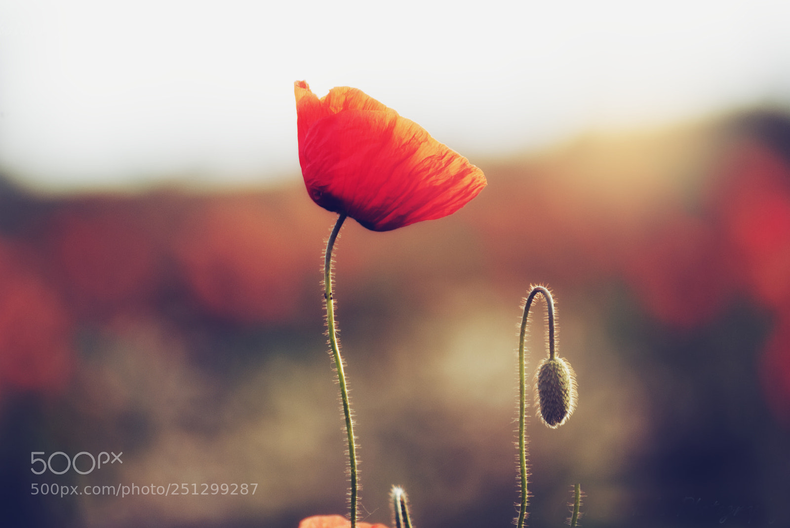 Nikon D3000 sample photo. Poppy photography