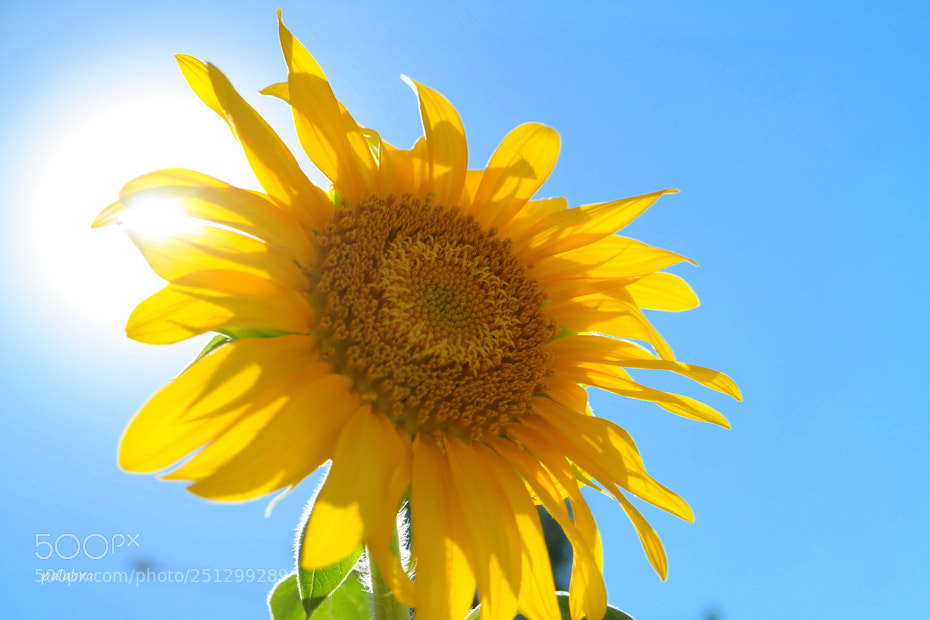 Samsung NX30 sample photo. ... photography