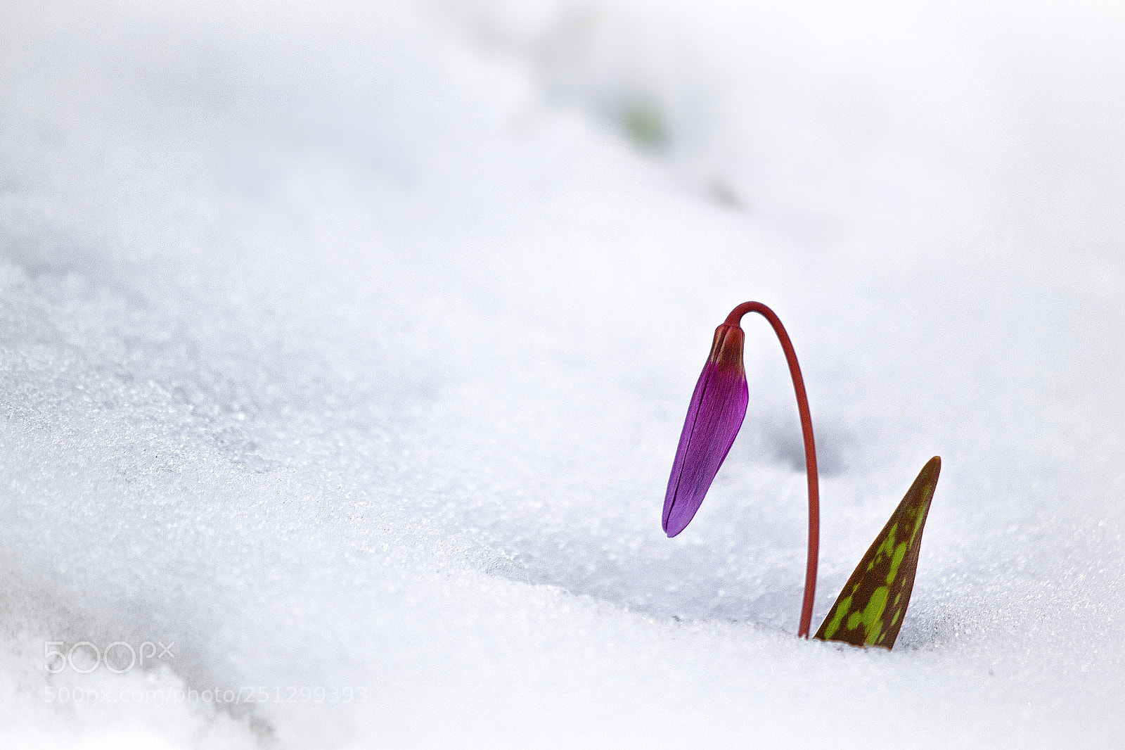 Nikon D3100 sample photo. Erythronium dens-canis photography