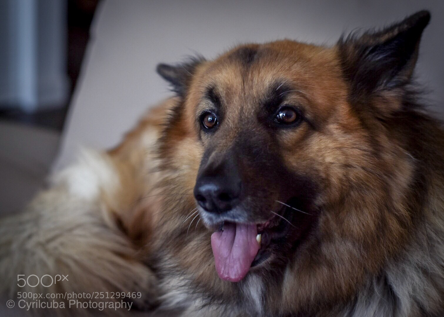 Nikon D5500 sample photo. Shepherd  photography