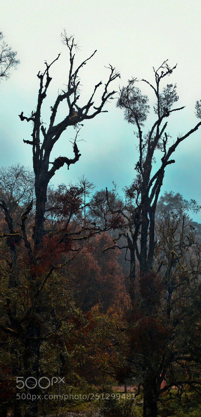 Nikon D5500 sample photo. Arboles photography