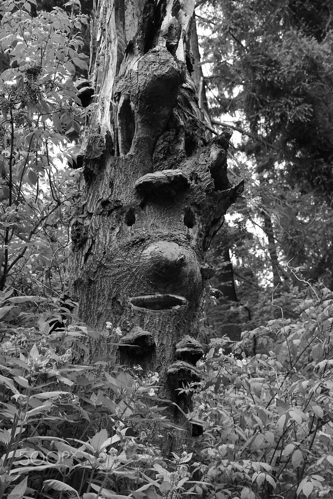 Canon EOS 60D + Canon EF-S 15-85mm F3.5-5.6 IS USM sample photo. God of the woods, b&w photography