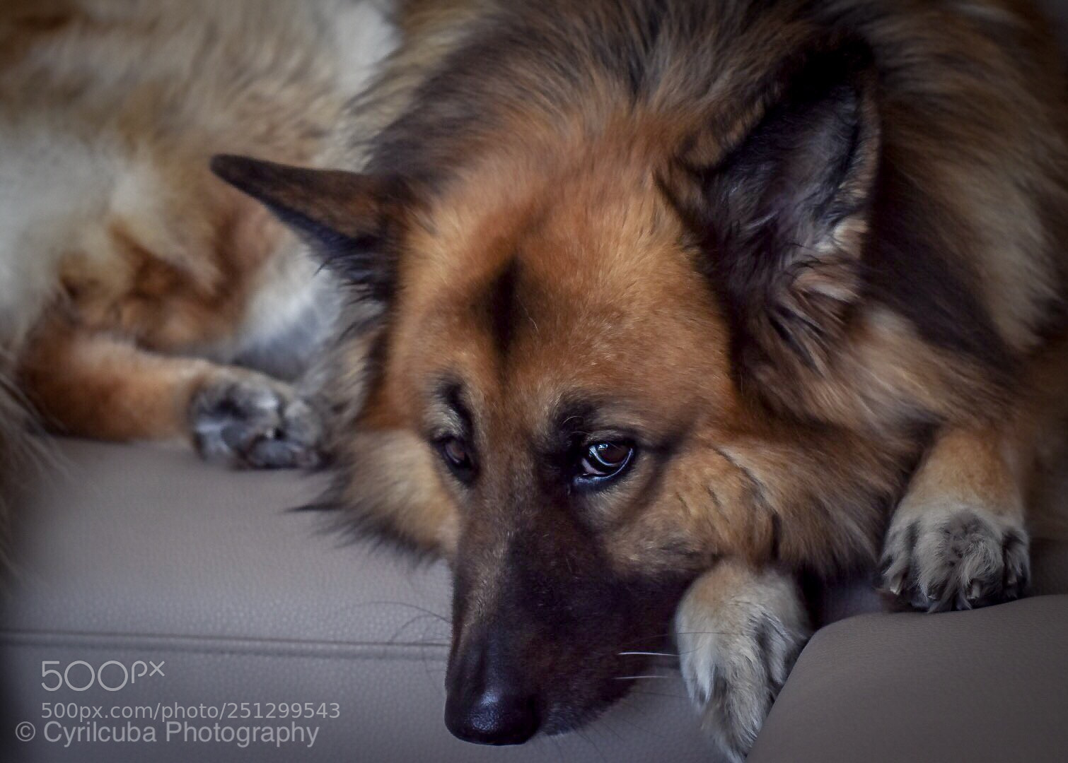 Nikon D5500 sample photo. Spoiled pet photography
