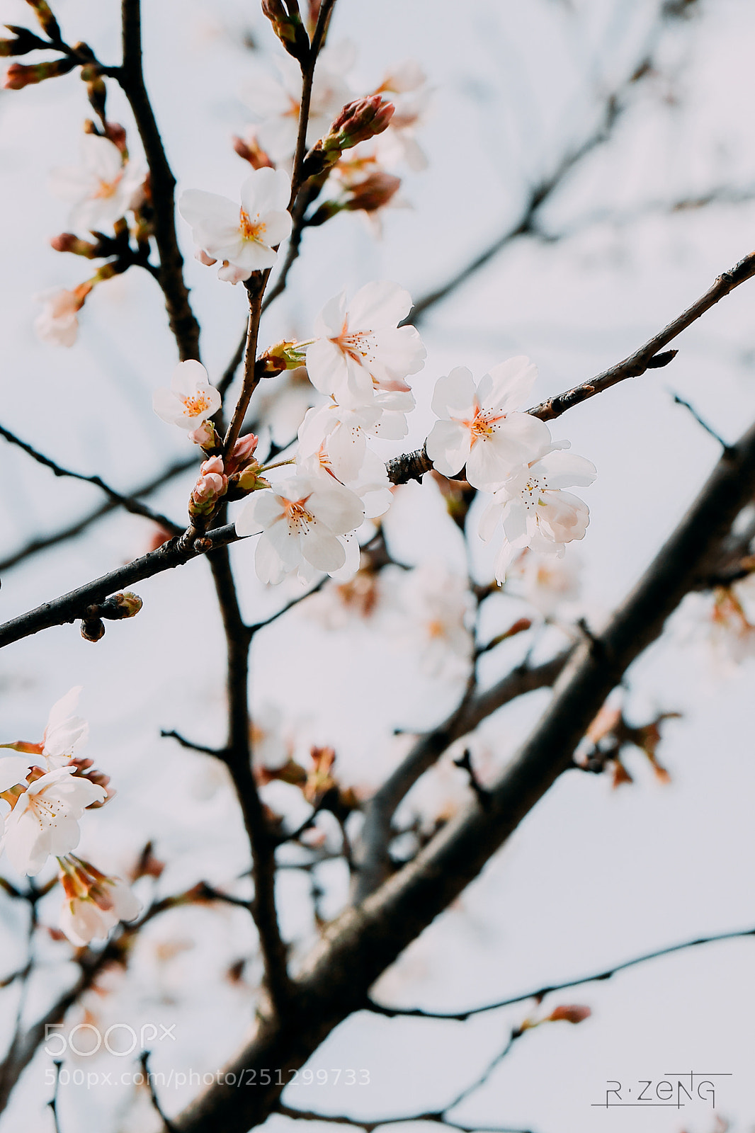 Canon EOS 5D Mark IV sample photo. Sakura photography
