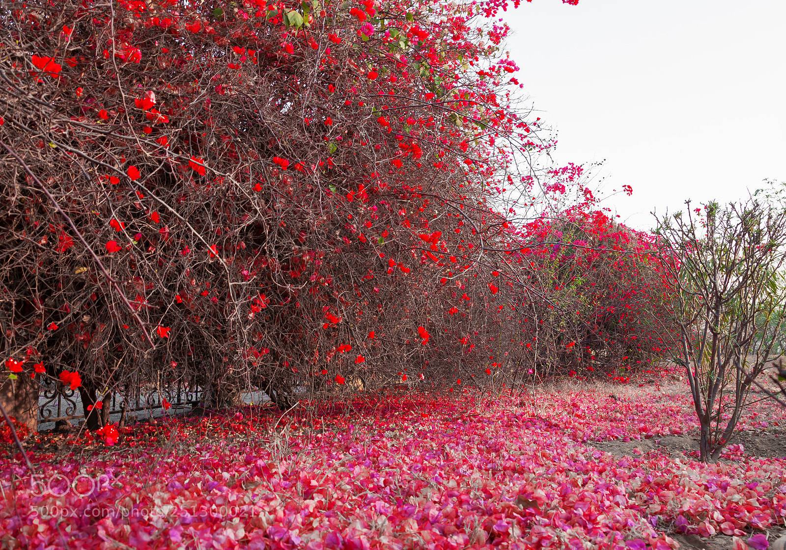 Canon EOS 5D Mark II sample photo. Nature carpet photography