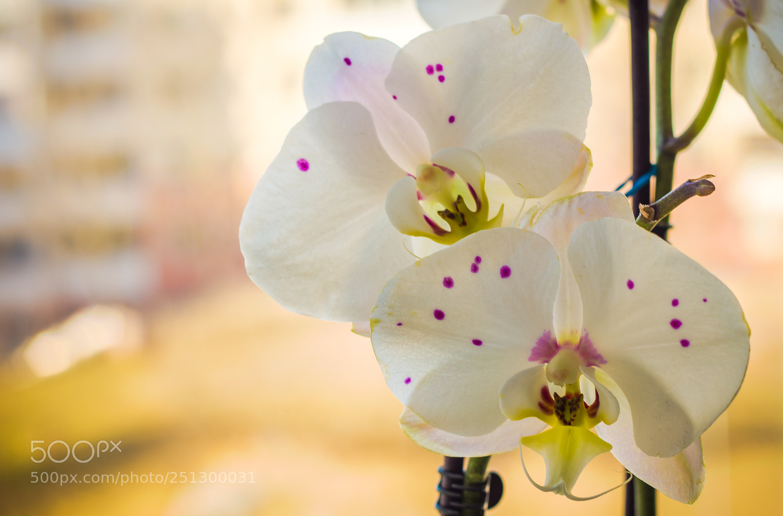 Canon EOS 700D (EOS Rebel T5i / EOS Kiss X7i) sample photo. Orchids photography