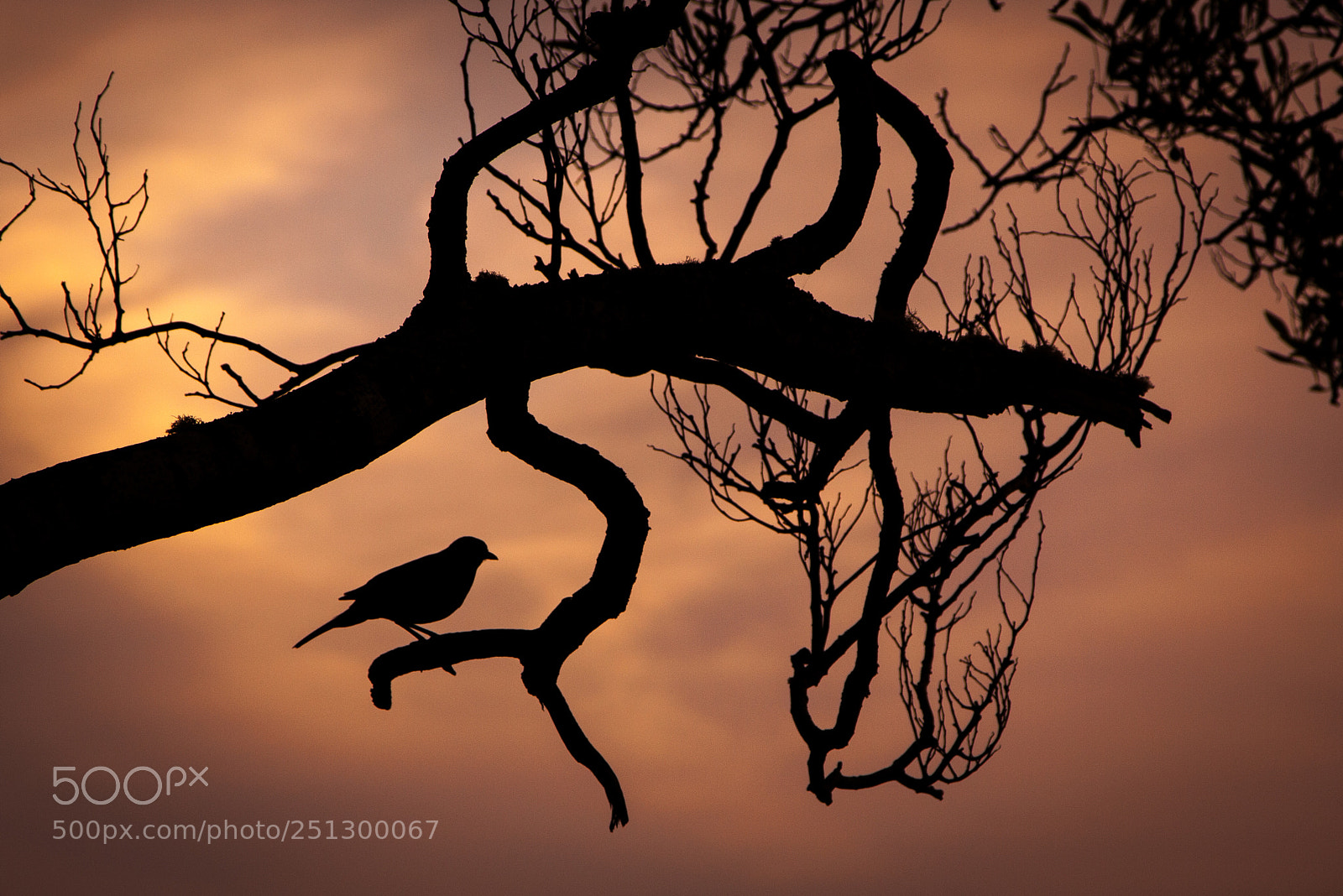 Canon EOS 50D sample photo. Sunset silhouette photography