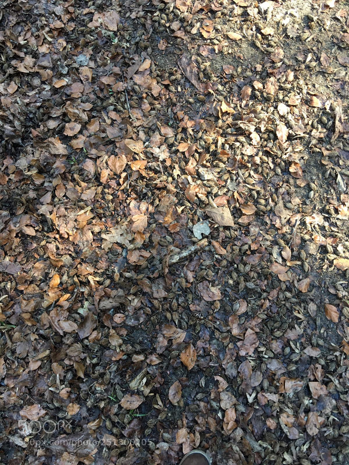 Apple iPhone 6s Plus sample photo. Feuilles mortes photography