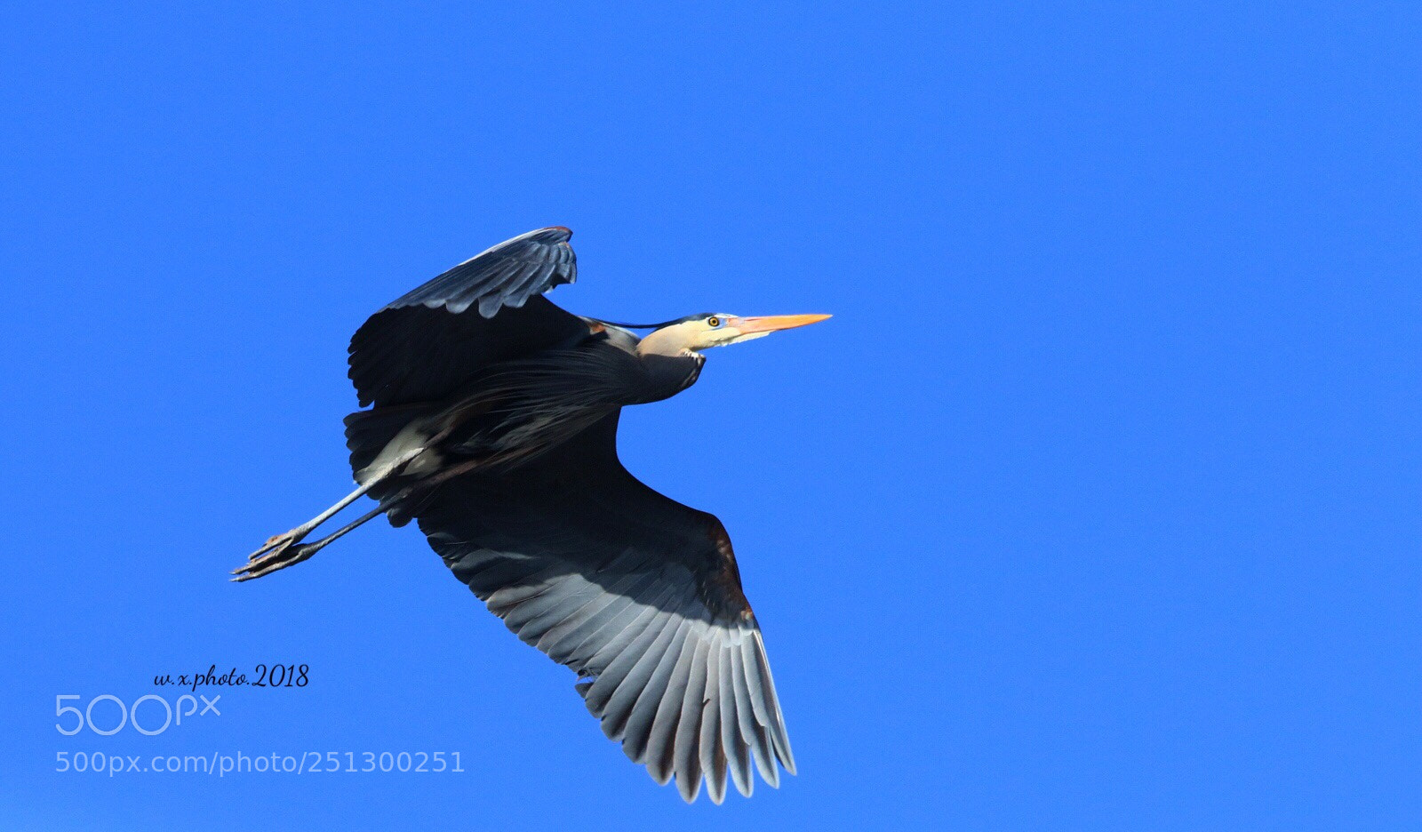 Canon EOS 7D Mark II sample photo. Great blue heron photography