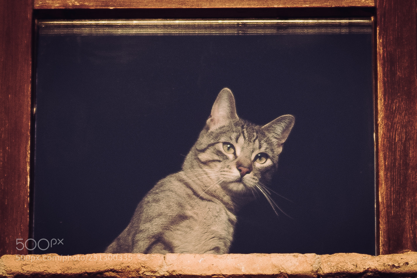 Canon EOS 80D sample photo. Miau photography