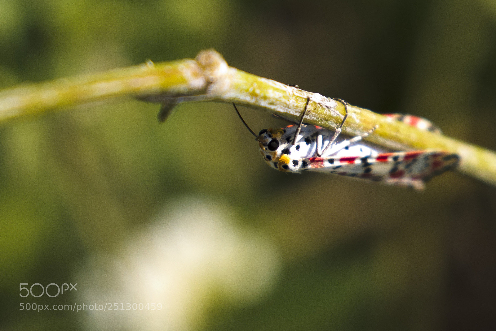 Canon EOS 5D Mark IV sample photo. Heliotrope or salt pepper photography