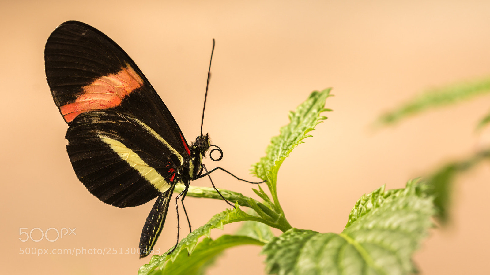 Nikon D7200 sample photo. Postman photography
