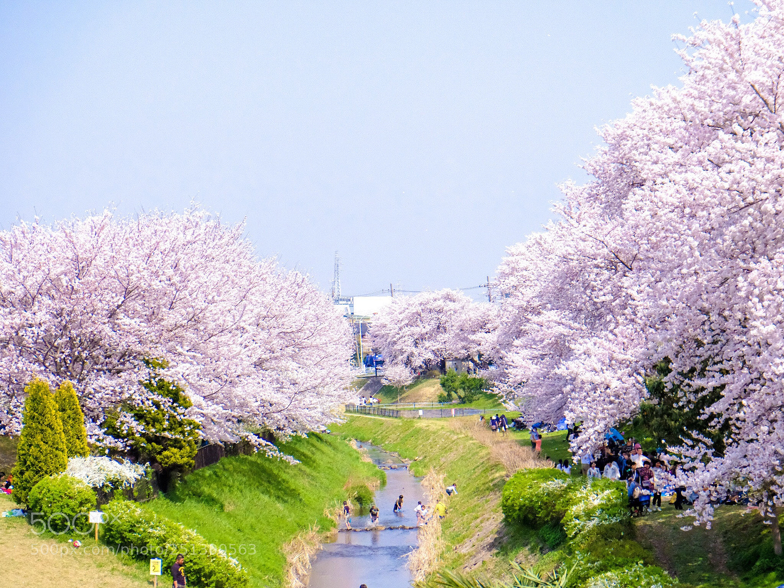 Fujifilm X-T20 sample photo. Cherry blossom photography