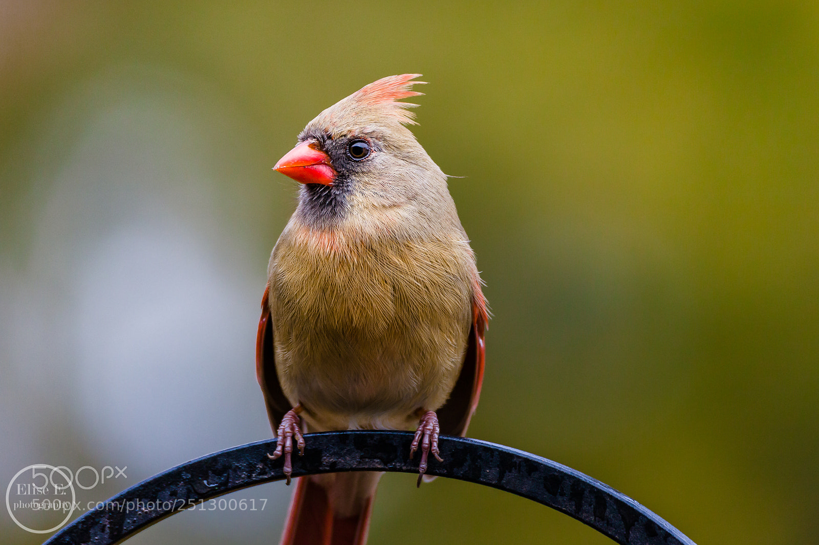 Canon EOS 6D Mark II sample photo. Cardinal photography