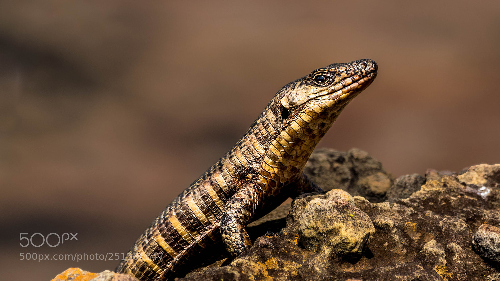 Pentax K-3 sample photo. Rough scaled plated lizard photography