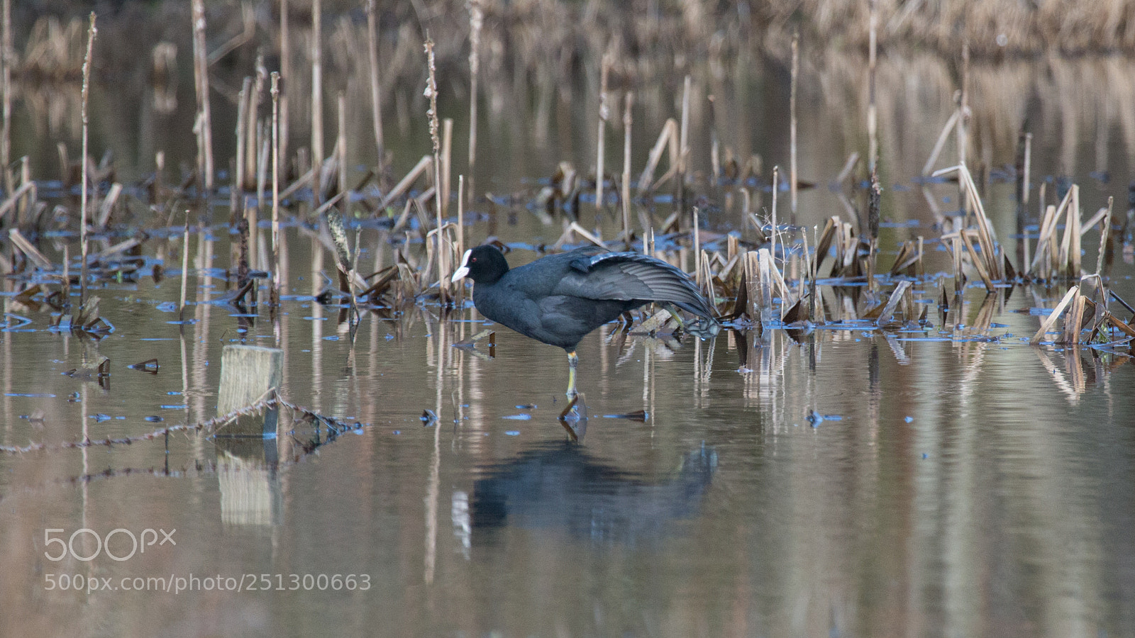 Canon EOS 70D sample photo. Levitating coot photography