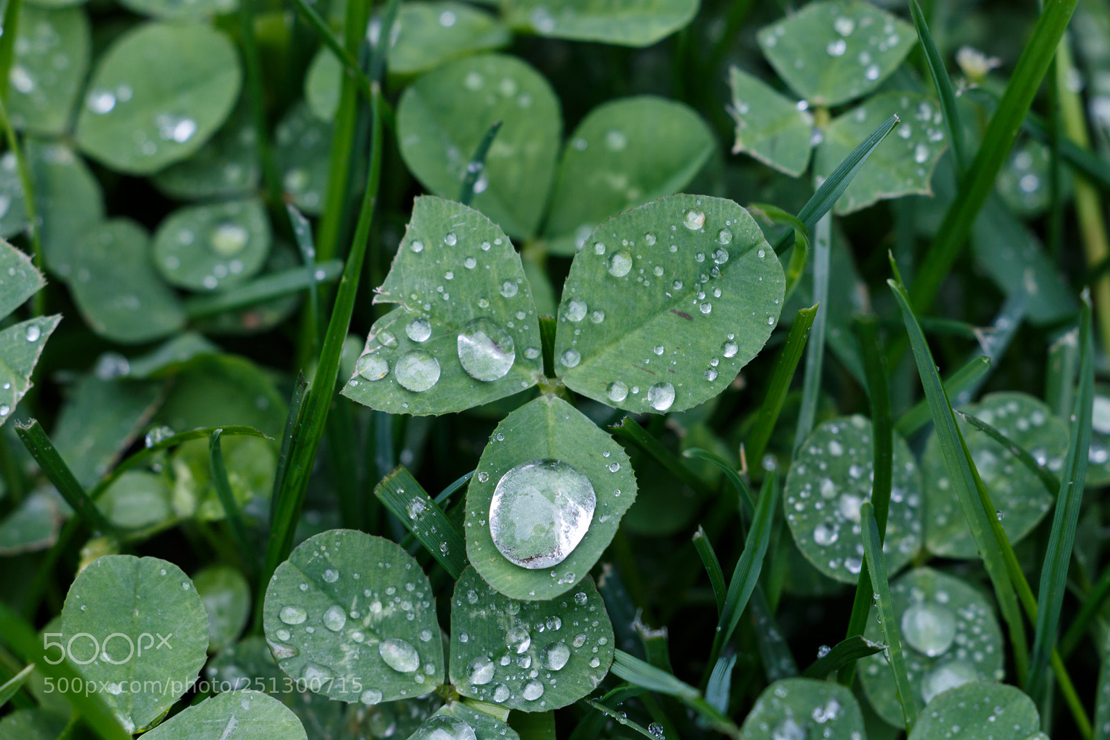 Canon EOS 70D sample photo. Clover drop photography