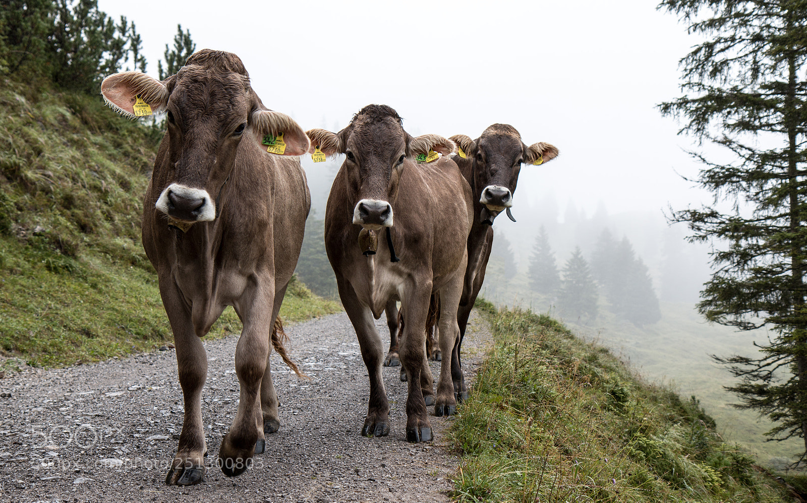 Canon EOS 70D sample photo. Cows in the mist photography