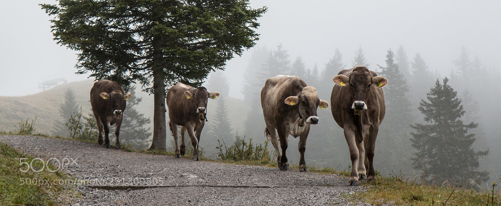 Canon EOS 70D sample photo. Cows in the mist photography