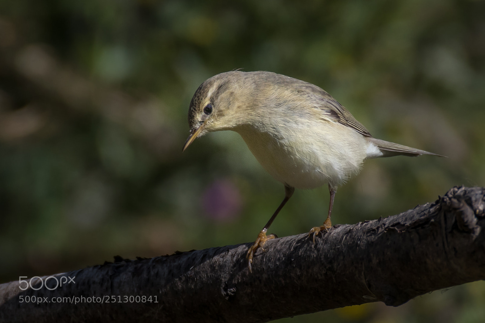 Nikon D500 sample photo. Willow warbler photography