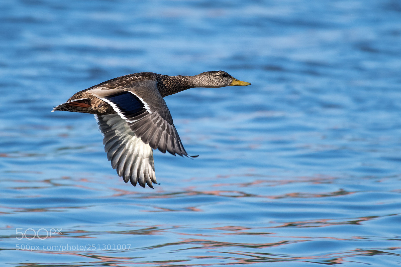 Nikon D500 sample photo. Mallard in flight photography
