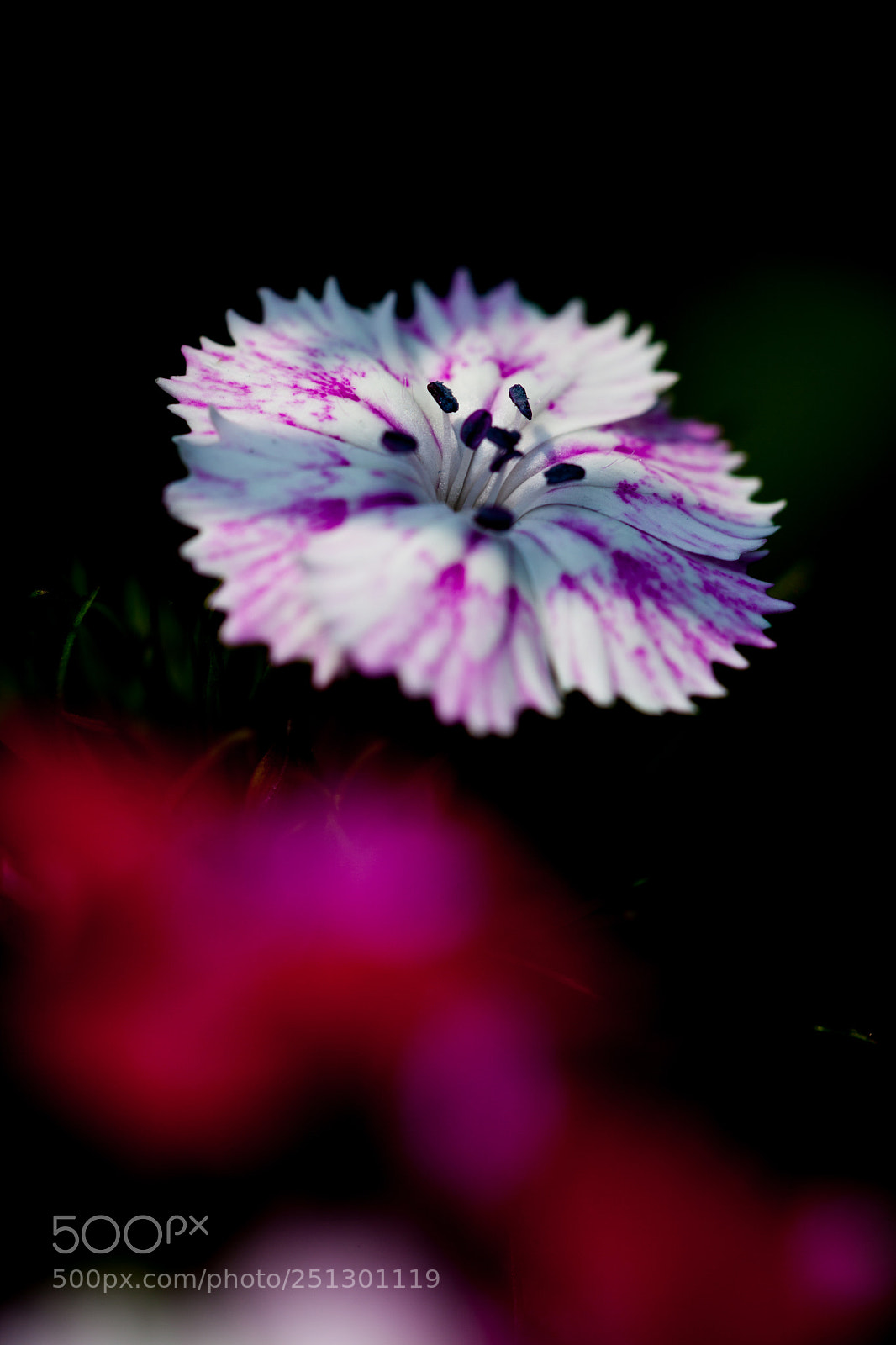 Canon EOS 5D Mark II sample photo. Untitled photography