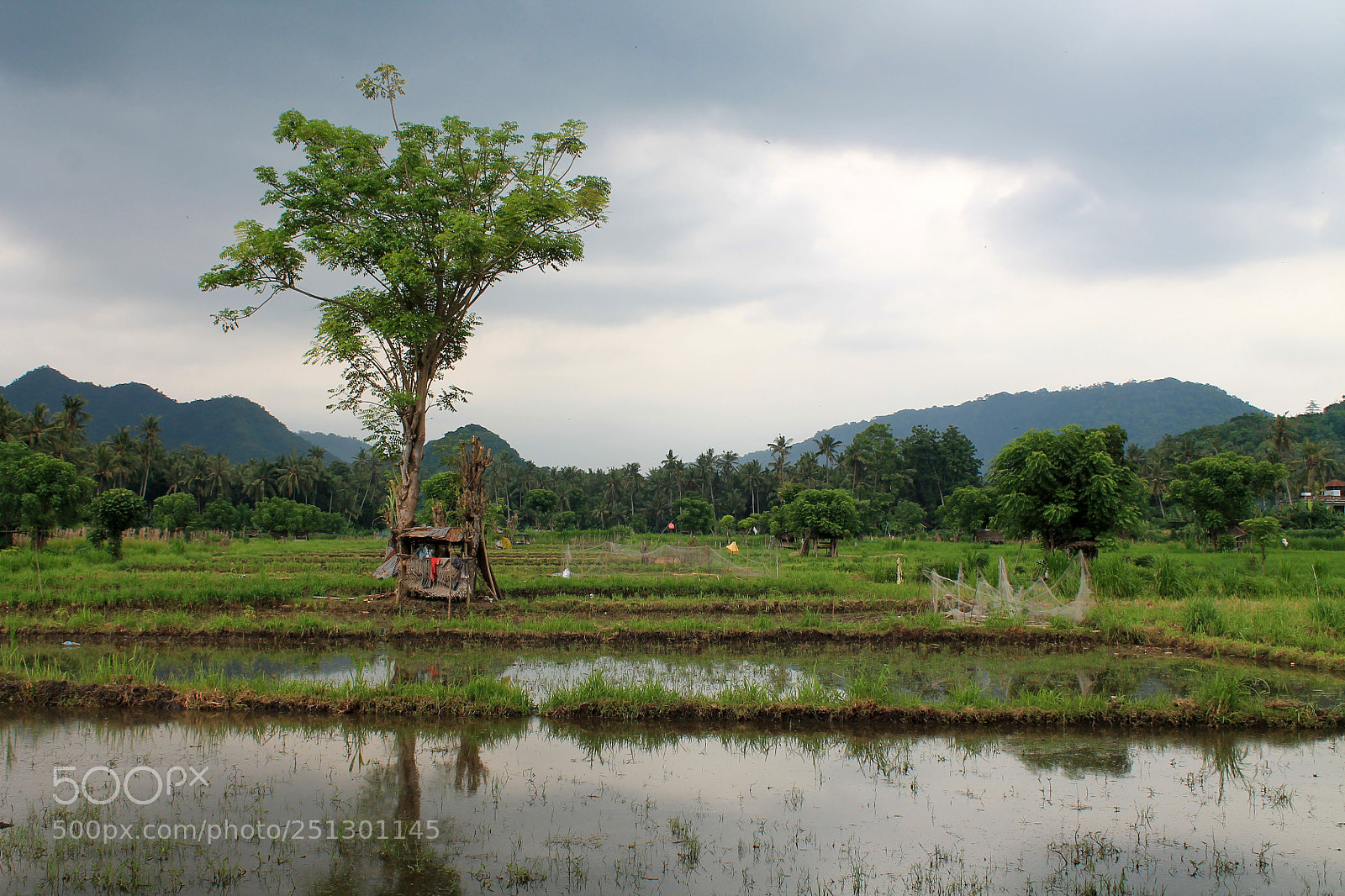 Canon EOS 1100D (EOS Rebel T3 / EOS Kiss X50) sample photo. Rice fields in bali. photography