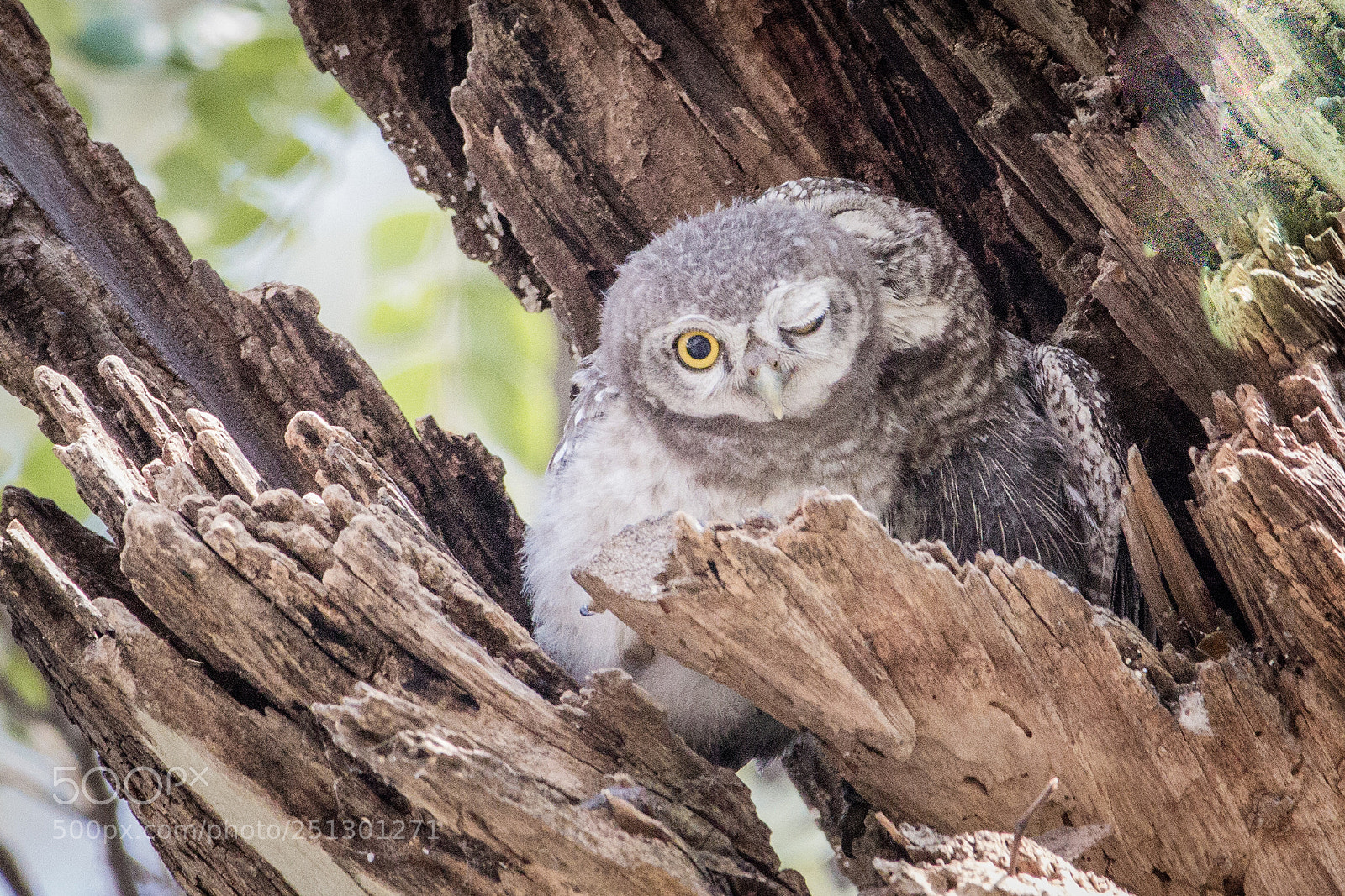 Canon EOS 60D sample photo. Spotted owlet photography