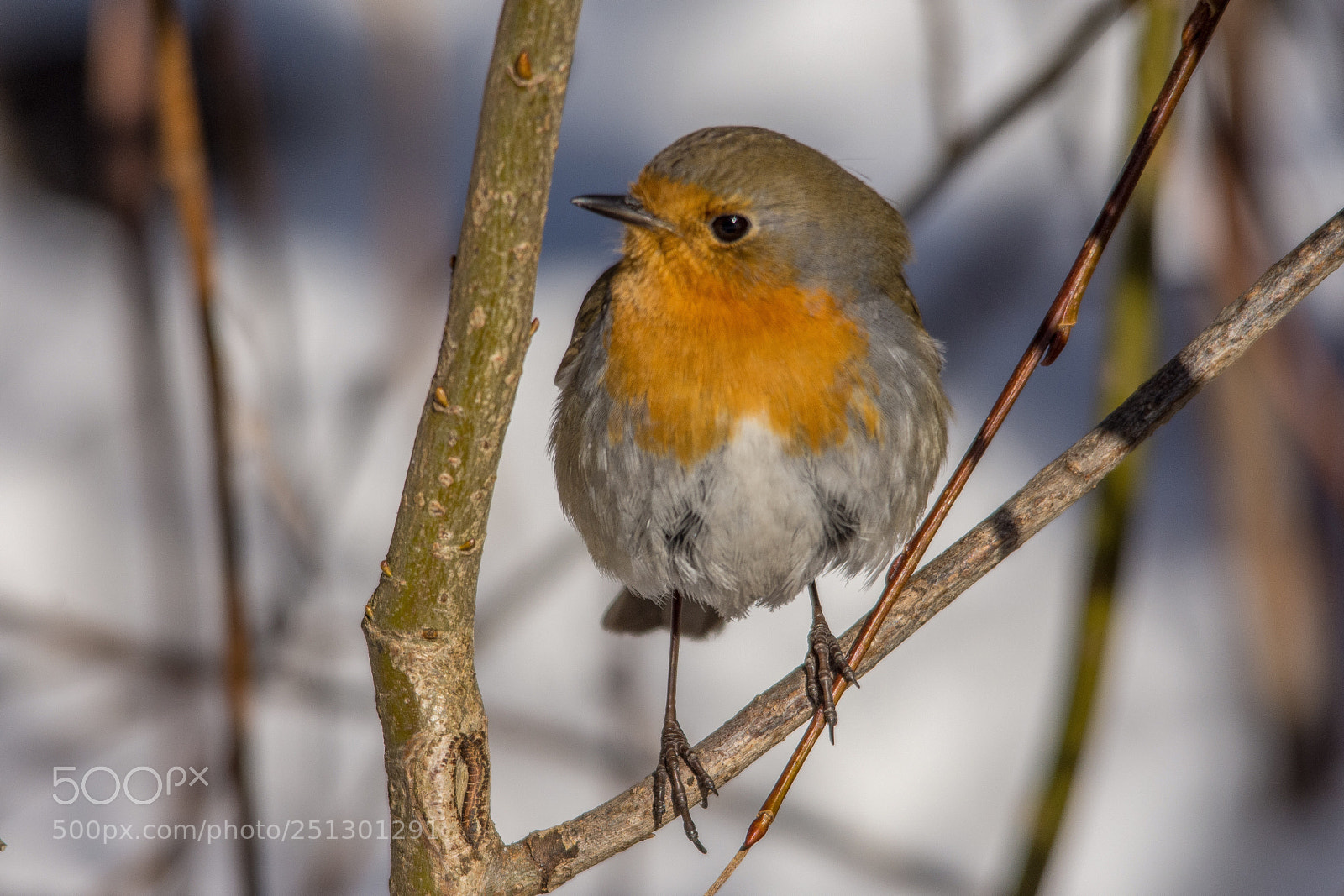 Nikon D7200 sample photo. Robin photography
