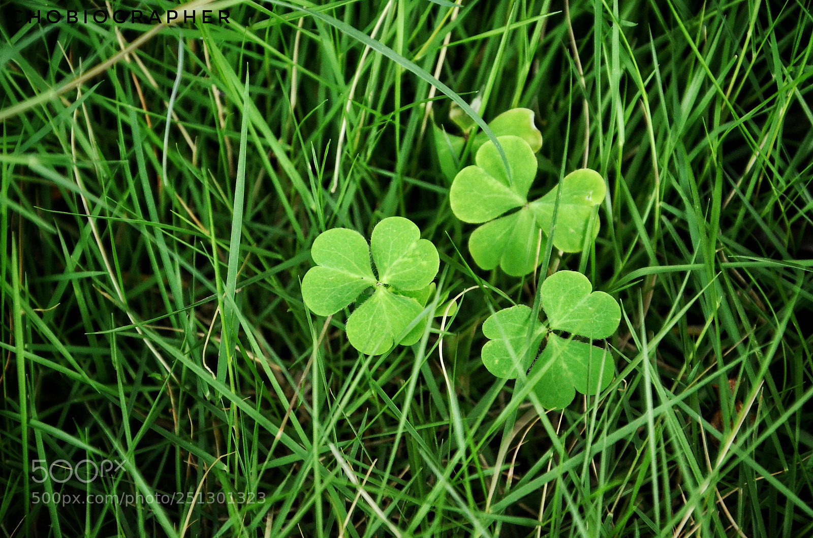 Nikon D7000 sample photo. Some goodluck charm! photography