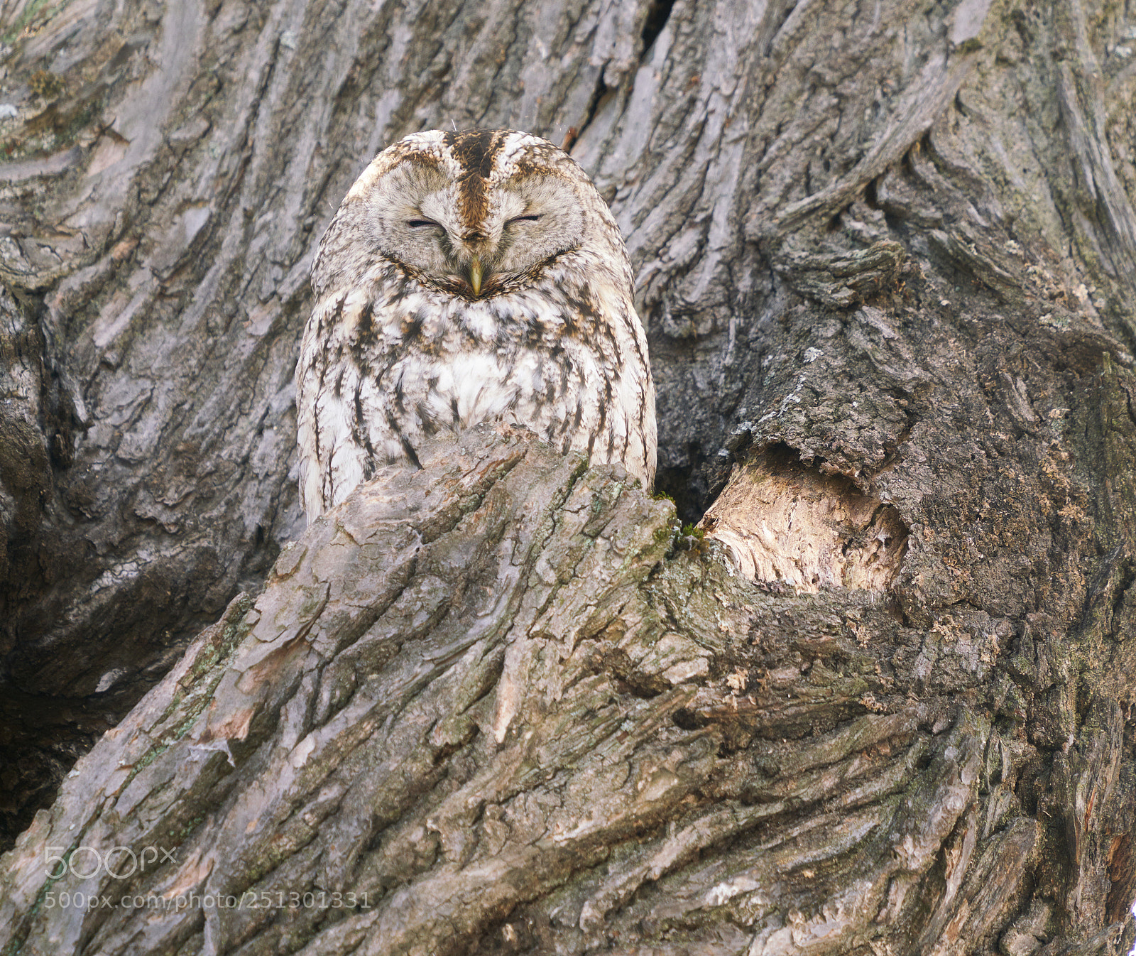 Sony a7R II sample photo. Old tree owl photography