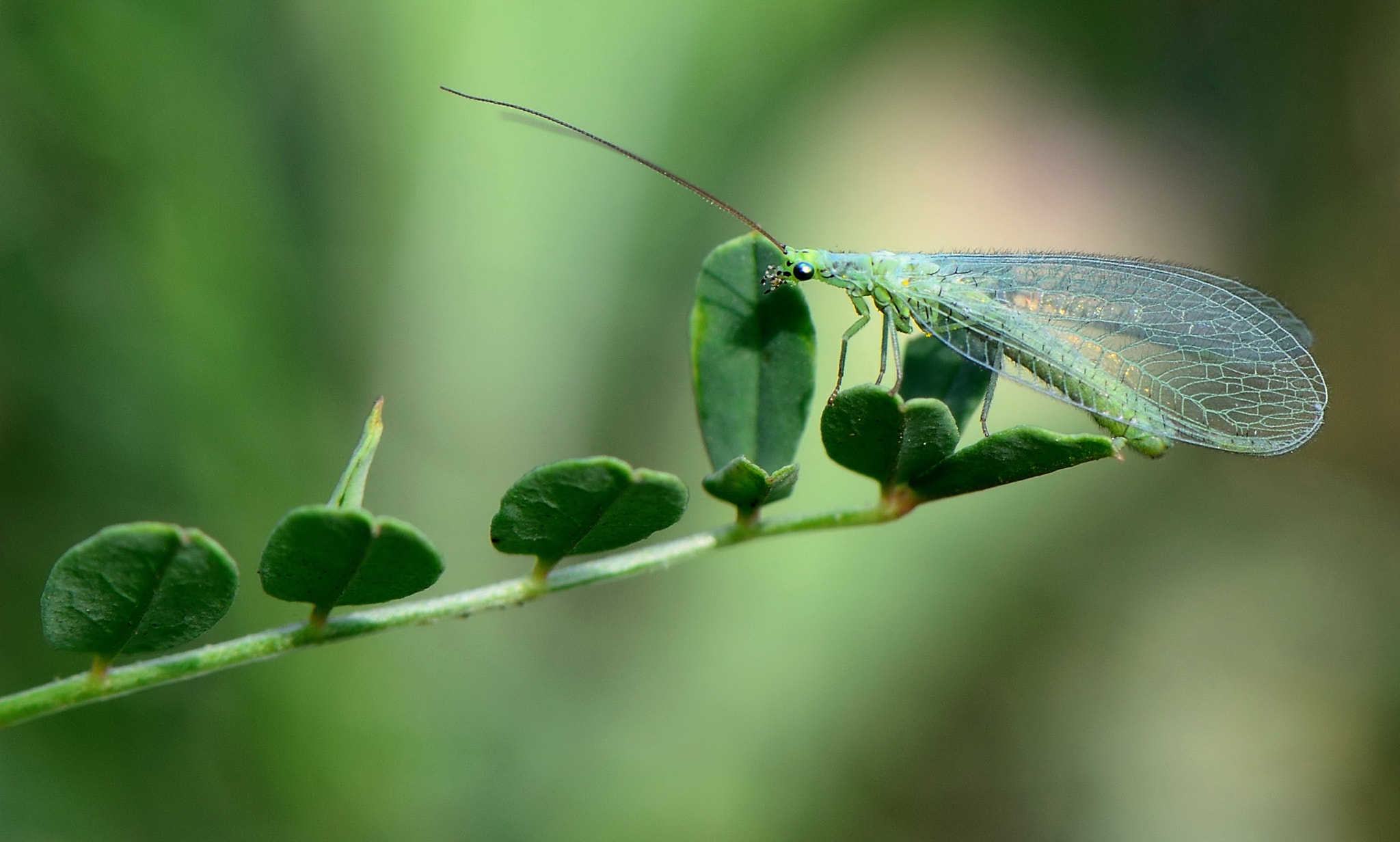 Nikon AF-S Micro-Nikkor 105mm F2.8G IF-ED VR sample photo. Chrysopidae. photography