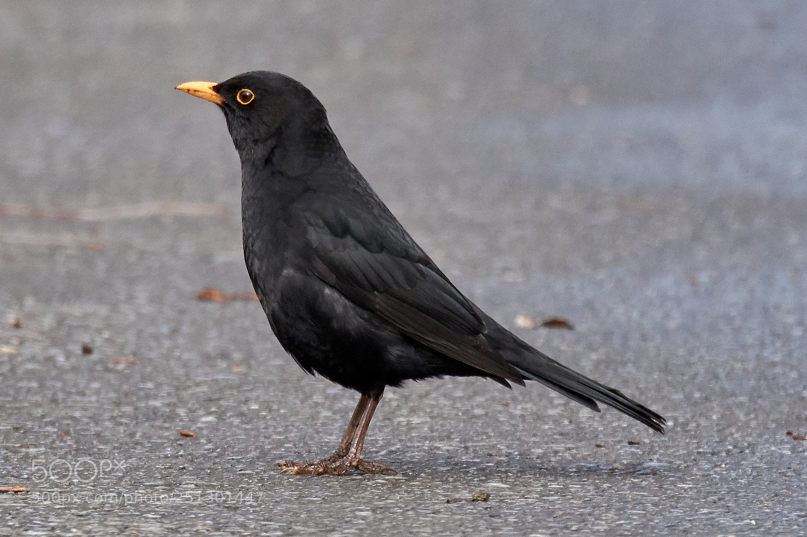 Nikon D7200 sample photo. Blackbird photography