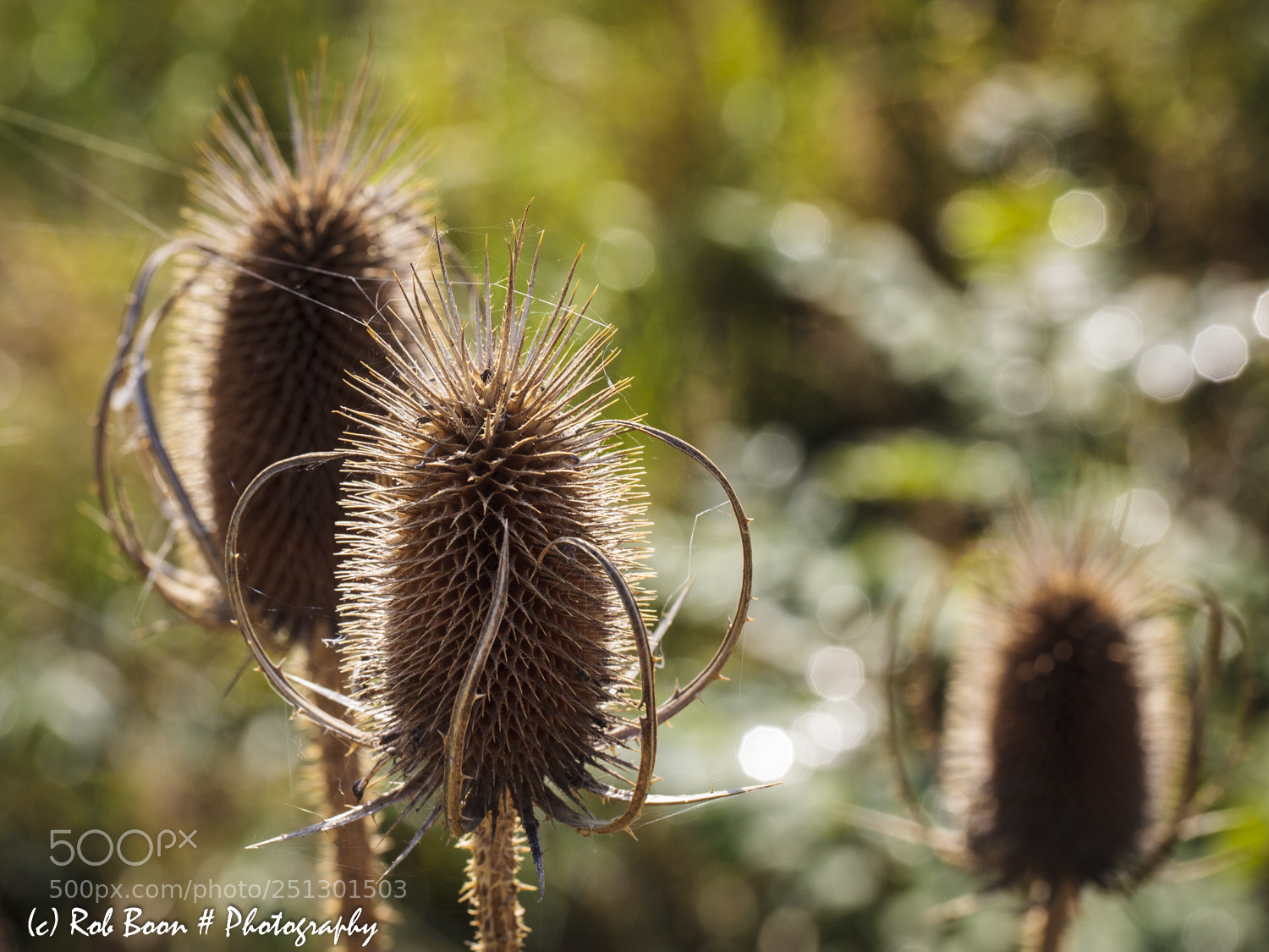 Canon EOS 5D Mark II sample photo. Wildflower 2 photography