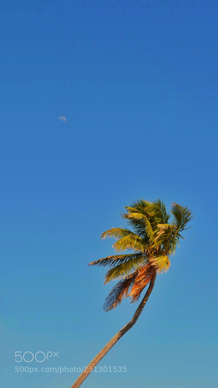 Nikon D5100 sample photo. Moon above the palm photography
