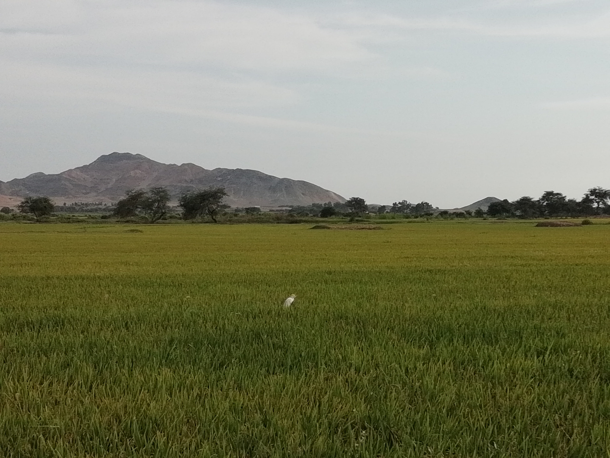 HUAWEI P SMART sample photo. Garza en campos de arroz photography