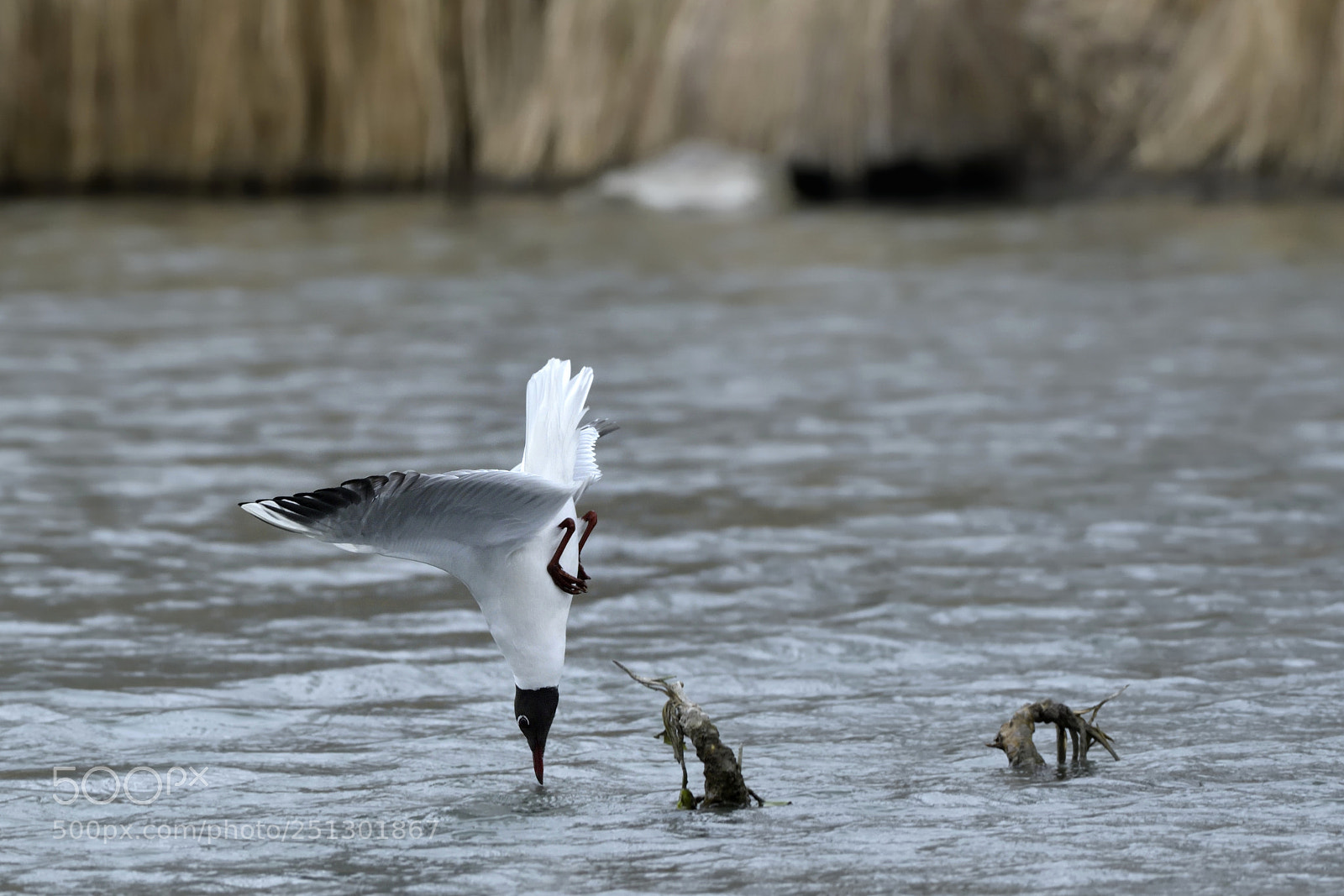 Nikon AF-S Nikkor 200-500mm F5.6E ED VR sample photo. Seagull photography