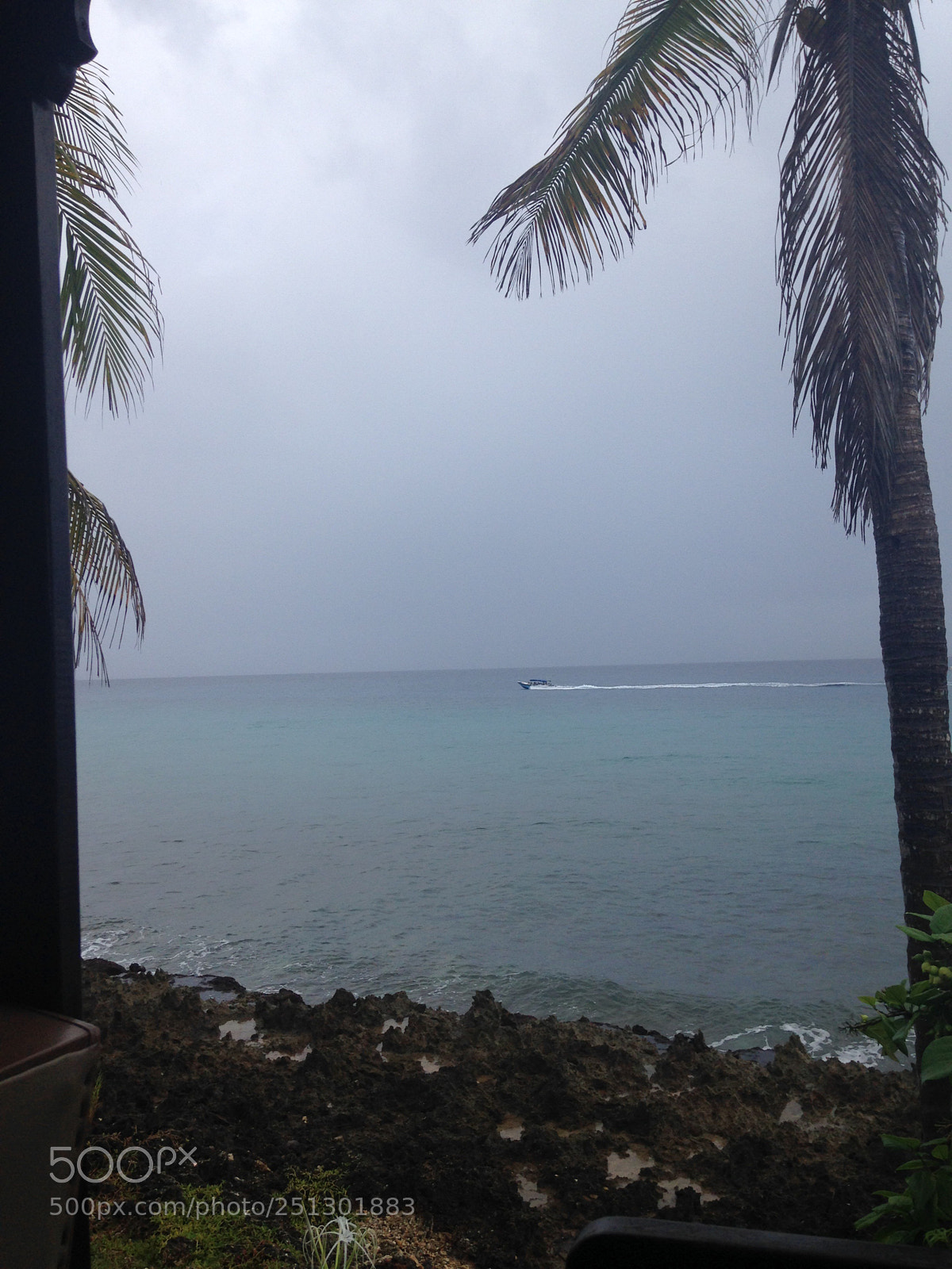 Apple iPhone 5c sample photo. Entre palmeras  photography