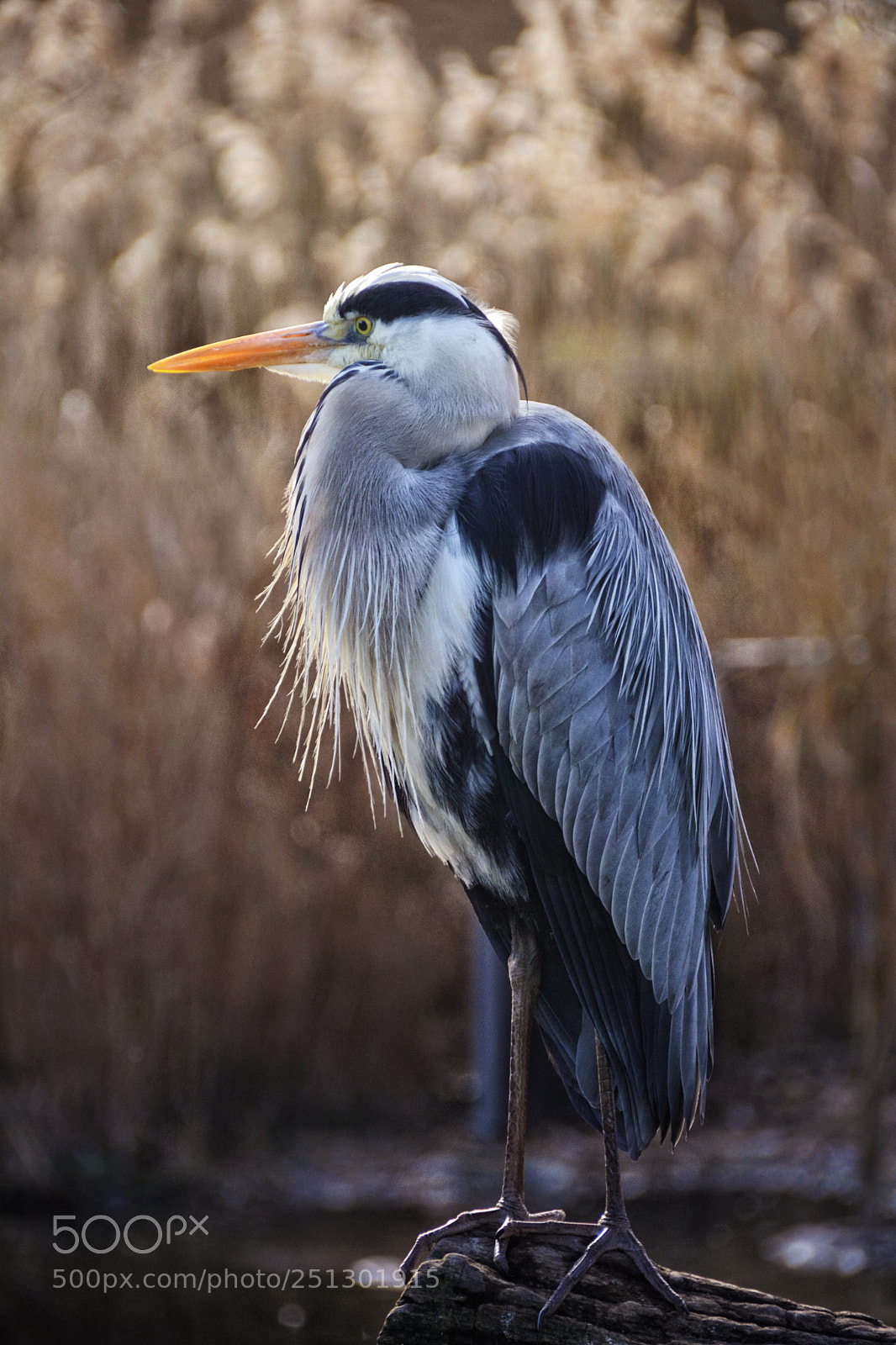 Nikon D5200 sample photo. Heron photography
