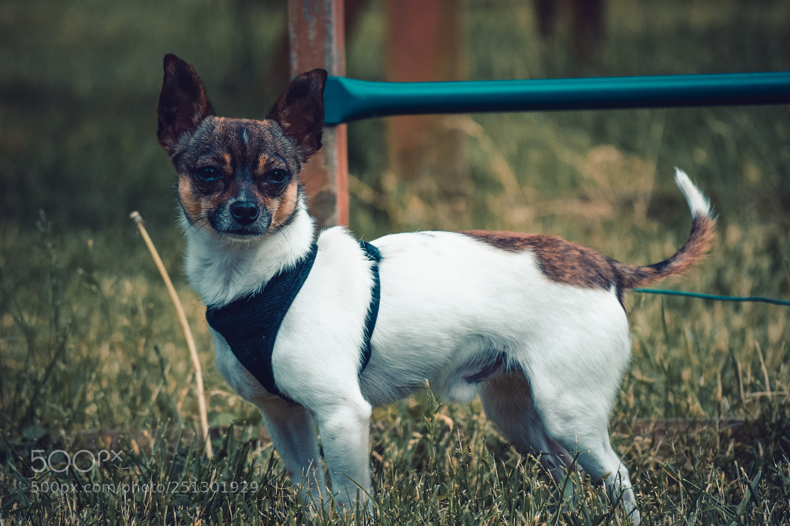 Nikon D3300 sample photo. Apollo photography