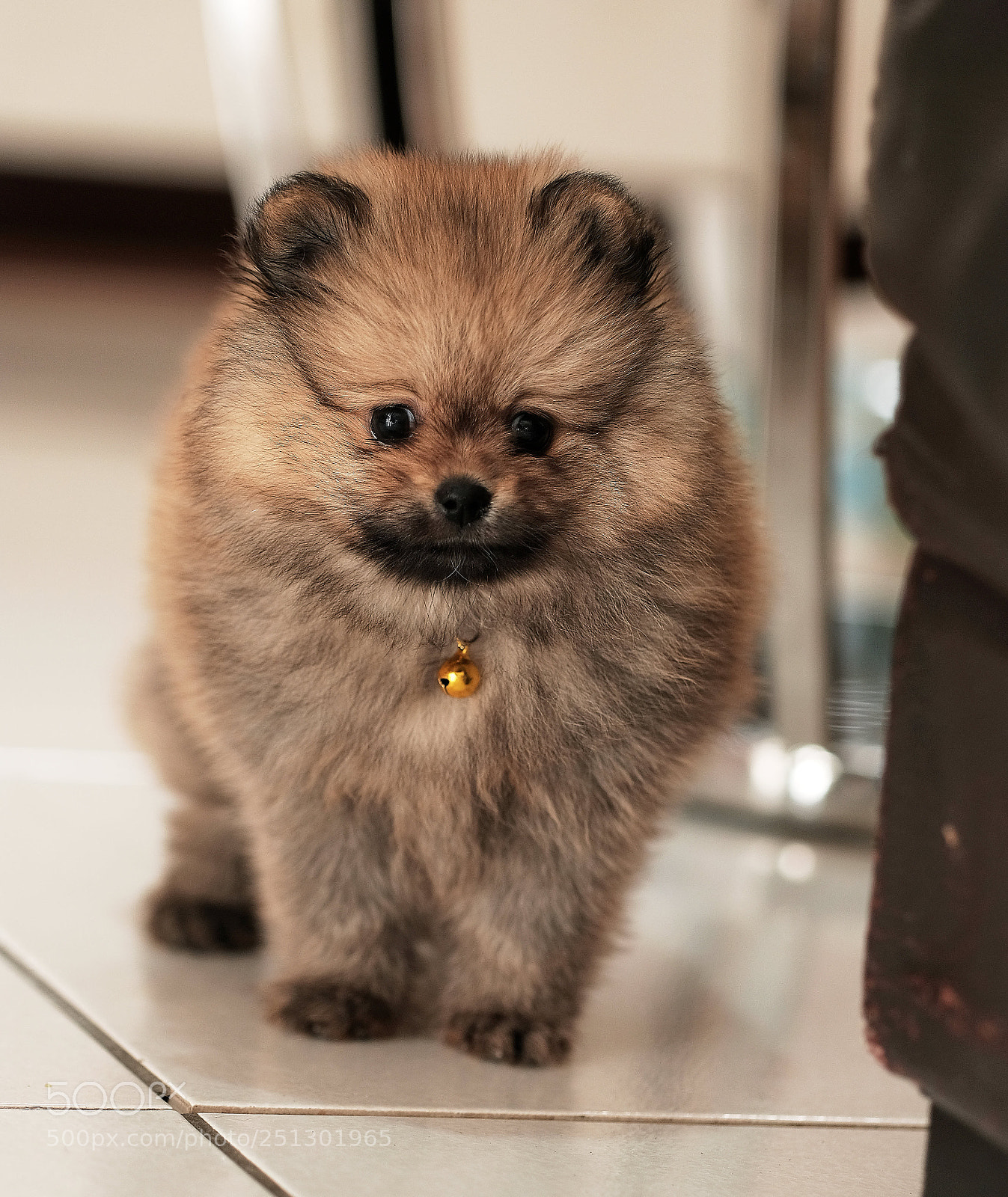 Fujifilm X-T20 sample photo. Pomeranian photography