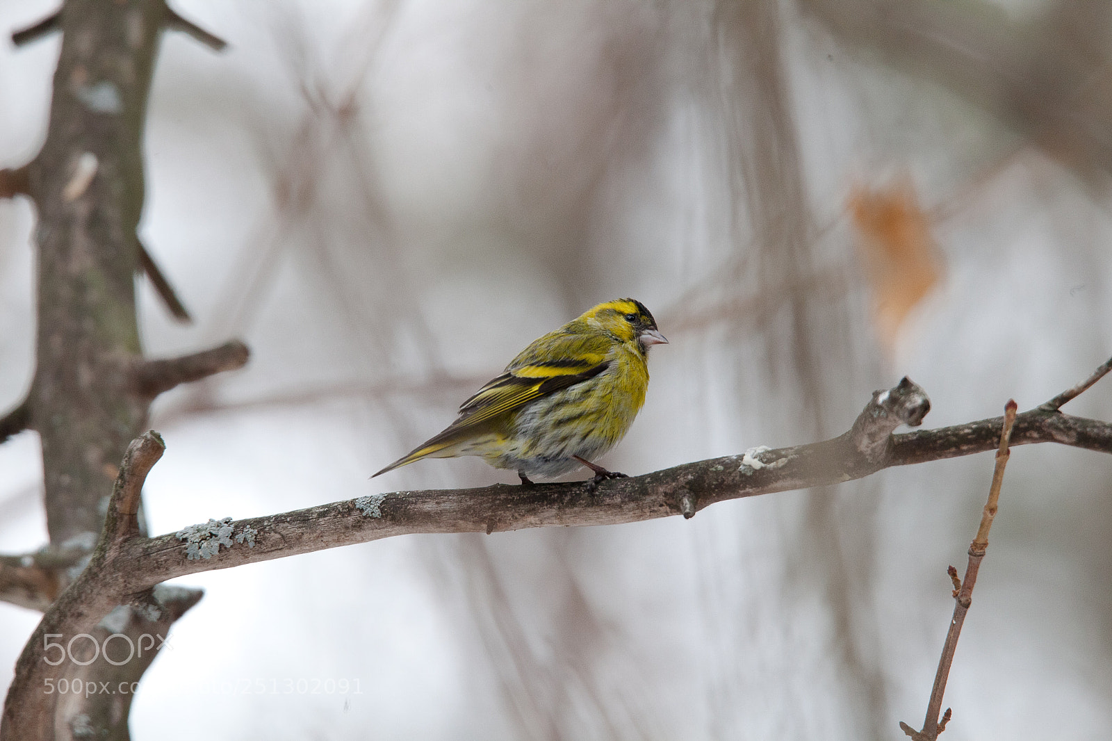 Canon EOS 5D Mark II sample photo. Img photography