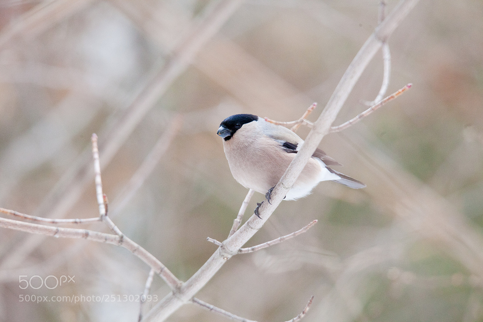 Canon EOS 5D Mark II sample photo. Img photography