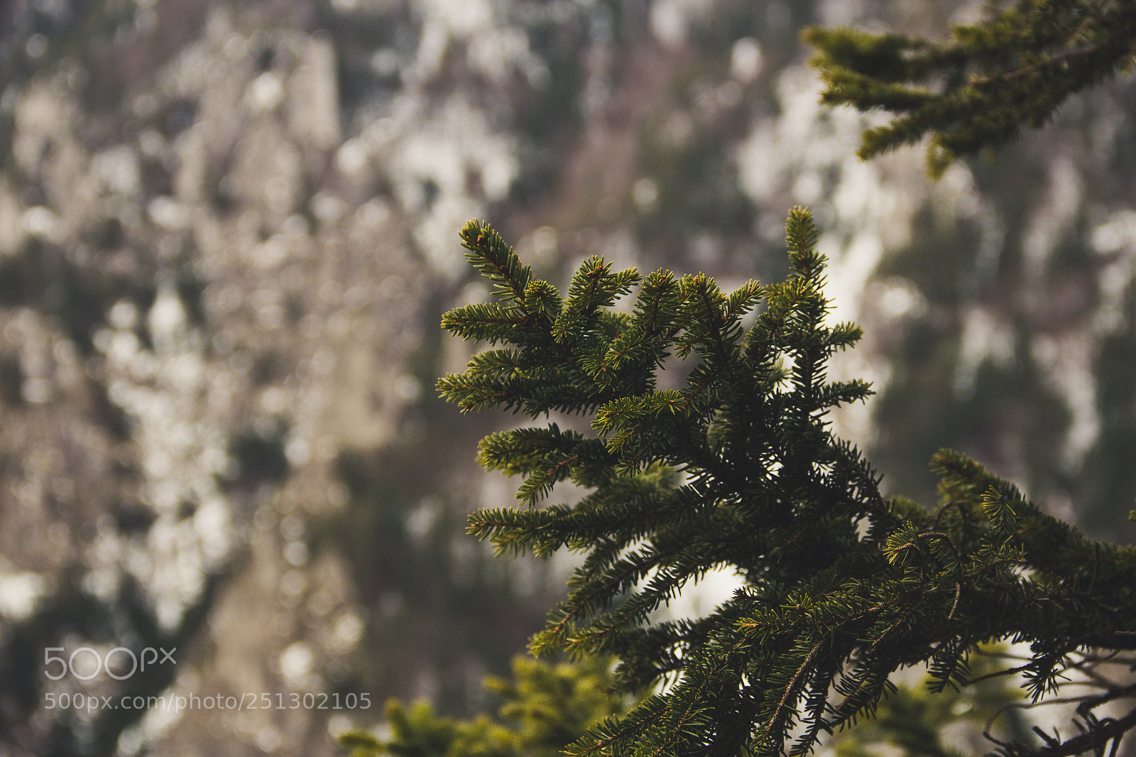 Canon EOS 600D (Rebel EOS T3i / EOS Kiss X5) sample photo. Young tree in lovly photography
