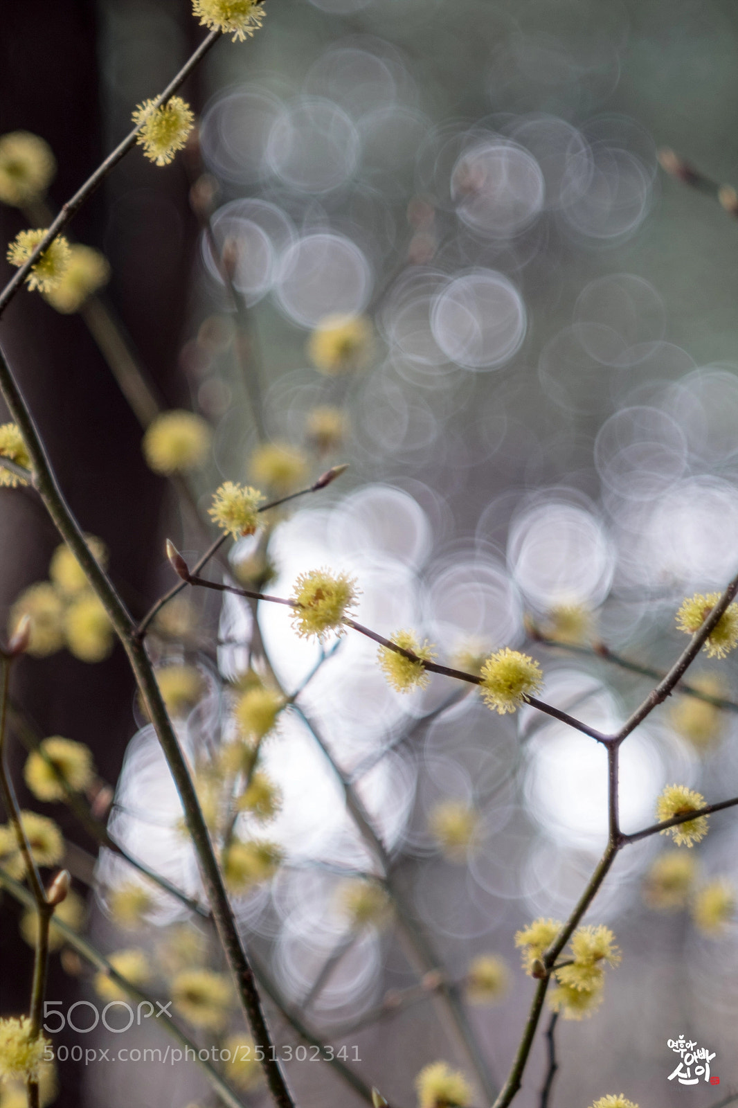 Fujifilm X-T2 sample photo. Bokeh & flower photography
