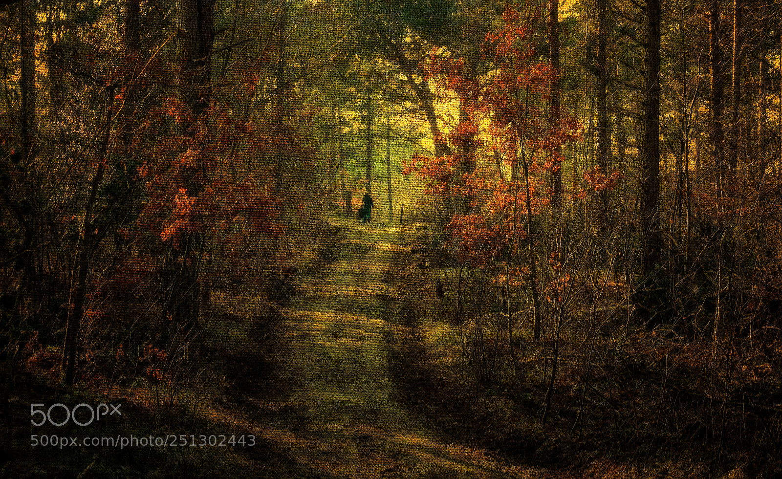 Fujifilm X-T1 sample photo. Forest walk photography