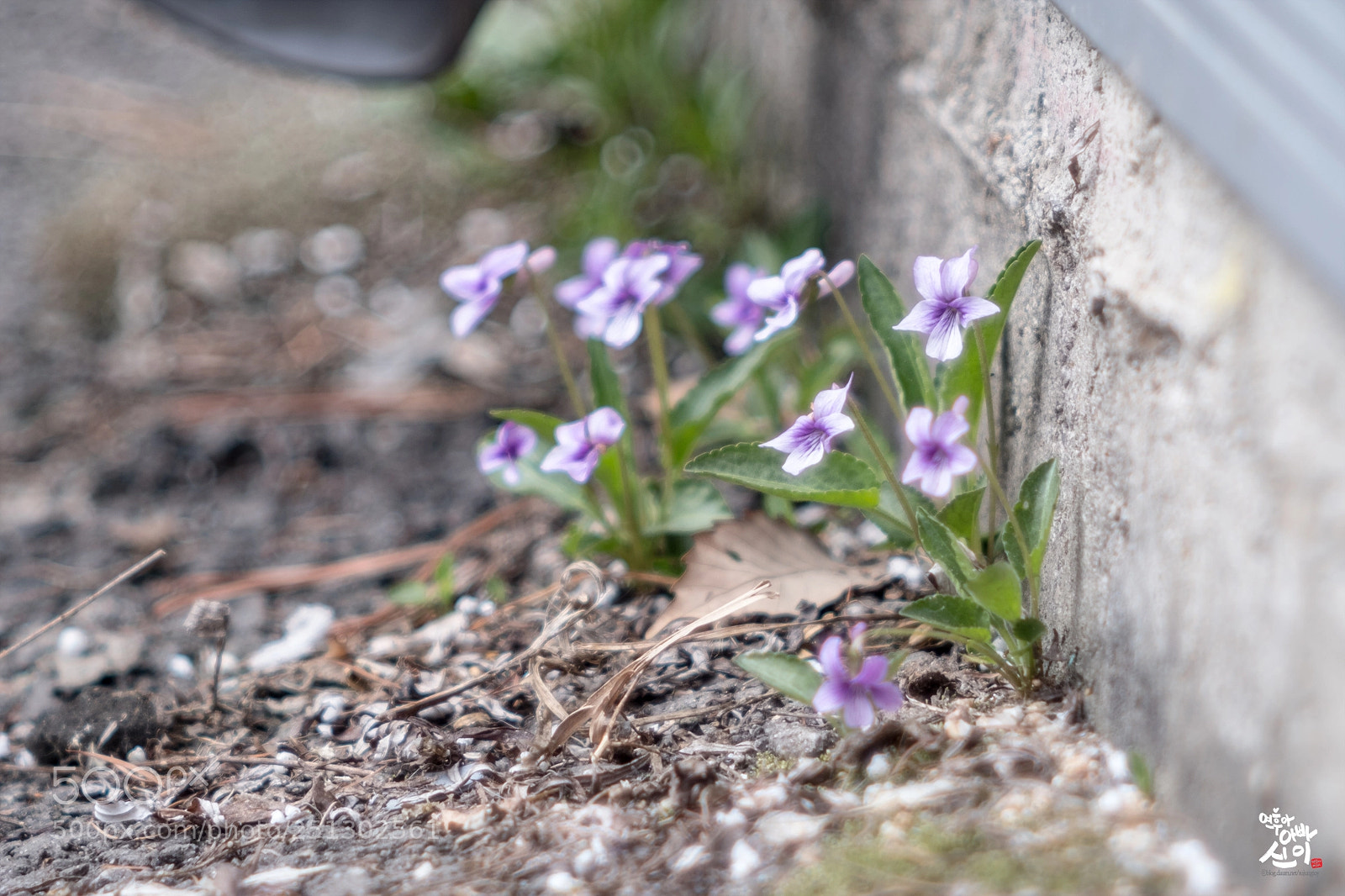 Fujifilm X-T2 sample photo. Spring flower photography