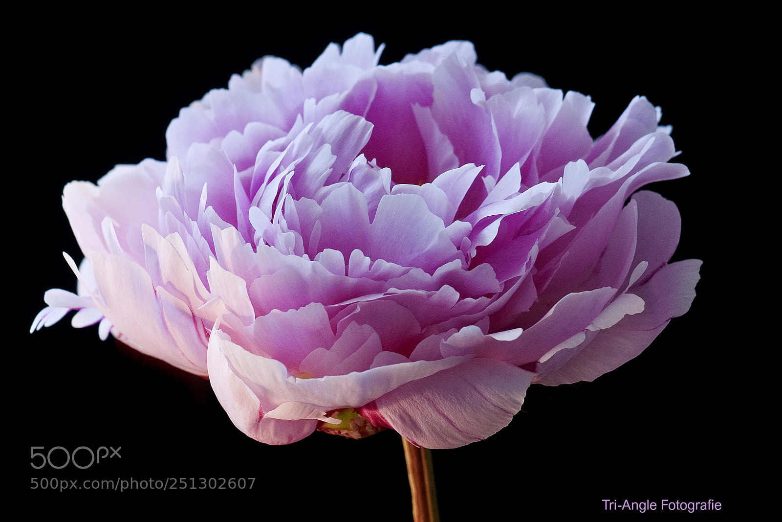 Nikon D300S sample photo. So pink and fragil photography