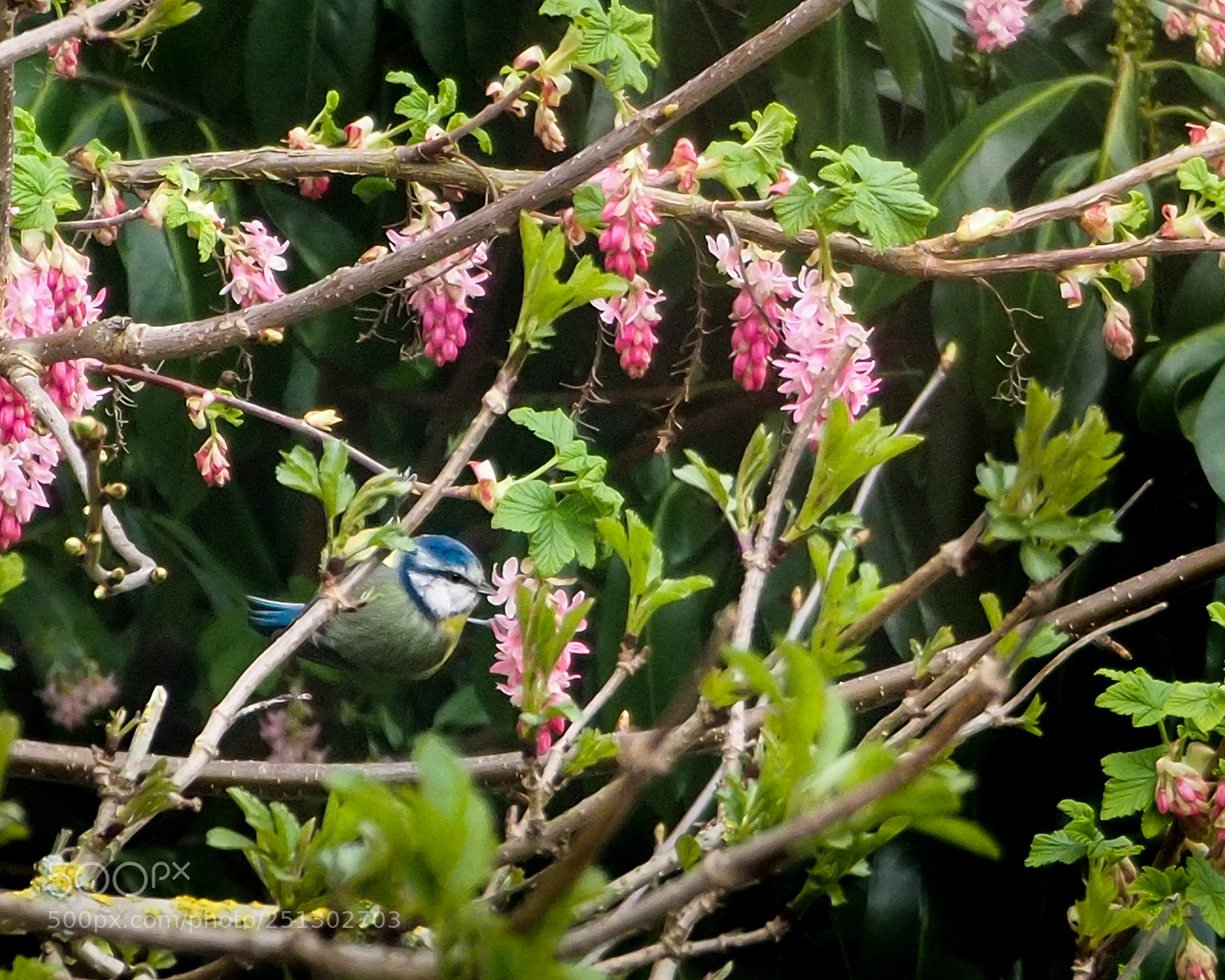 Olympus OM-D E-M10 II sample photo. Spring blue tit photography