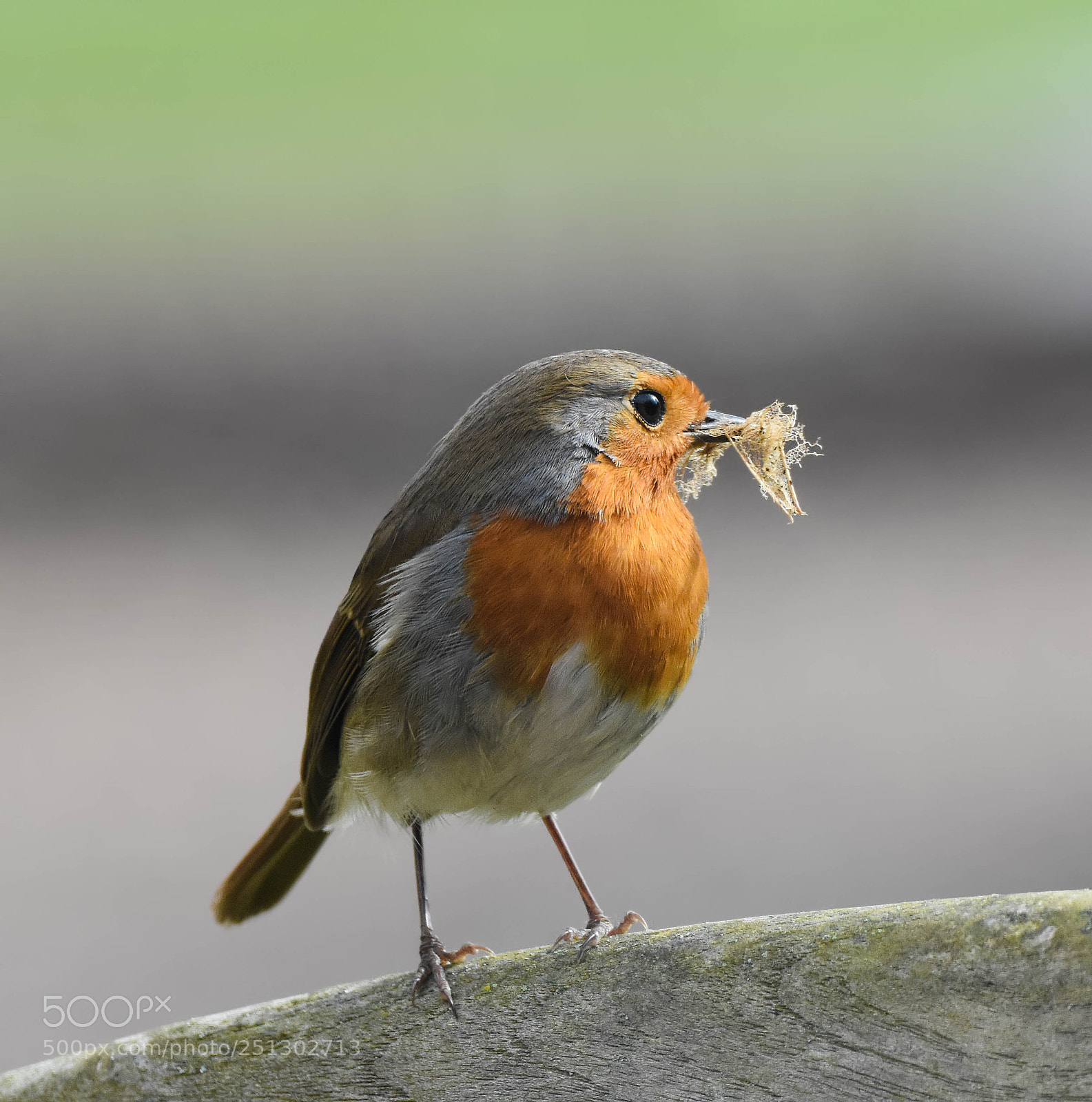 Nikon D7200 sample photo. Robin photography